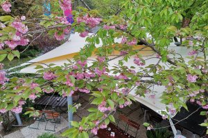 Segel im Gastgarten, Uni Wirt, Klagenfurt, 2019